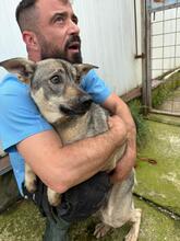 BILBO, Hund, Mischlingshund in Rumänien - Bild 4