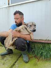 BILBO, Hund, Mischlingshund in Rumänien - Bild 6