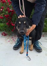 CRISPY, Hund, Mischlingshund in Rumänien - Bild 1