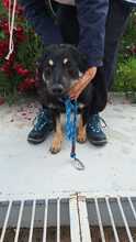 CRISPY, Hund, Mischlingshund in Rumänien - Bild 4