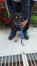 CRISPY, Hund, Mischlingshund in Rumänien - Bild 5