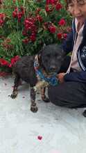 CRISPY, Hund, Mischlingshund in Rumänien - Bild 6