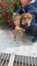UNIQUE, Hund, Mischlingshund in Rumänien - Bild 2