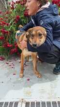 UNIQUE, Hund, Mischlingshund in Rumänien - Bild 3