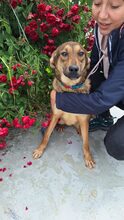 UNIQUE, Hund, Mischlingshund in Rumänien - Bild 4