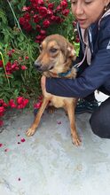 UNIQUE, Hund, Mischlingshund in Rumänien - Bild 5