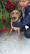 UNIQUE, Hund, Mischlingshund in Rumänien - Bild 6