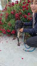 ARES, Hund, Mischlingshund in Rumänien - Bild 6