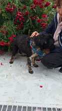 ARES, Hund, Mischlingshund in Rumänien - Bild 7