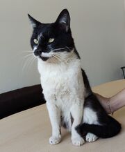 PONIENTE, Katze, Europäisch Kurzhaar in Spanien - Bild 10