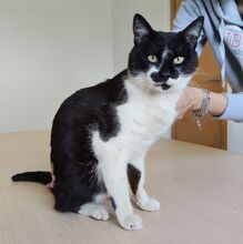 PONIENTE, Katze, Europäisch Kurzhaar in Spanien - Bild 2