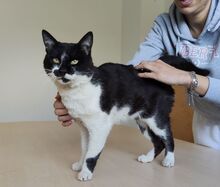 PONIENTE, Katze, Europäisch Kurzhaar in Spanien - Bild 3