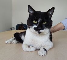 PONIENTE, Katze, Europäisch Kurzhaar in Spanien - Bild 4