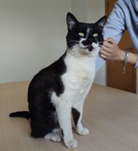 PONIENTE, Katze, Europäisch Kurzhaar in Spanien - Bild 5