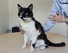 PONIENTE, Katze, Europäisch Kurzhaar in Spanien - Bild 7
