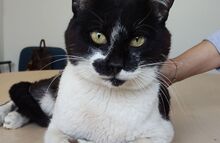 PONIENTE, Katze, Europäisch Kurzhaar in Spanien - Bild 8