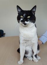 PONIENTE, Katze, Europäisch Kurzhaar in Spanien - Bild 9