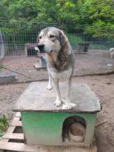 NANDO, Hund, Mischlingshund in Rumänien - Bild 10