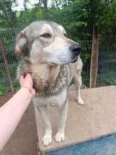 NANDO, Hund, Mischlingshund in Rumänien - Bild 9