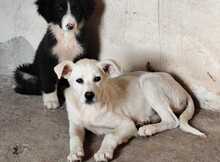 CELIA, Hund, Mischlingshund in Griechenland - Bild 2