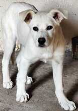 CELIA, Hund, Mischlingshund in Griechenland - Bild 3