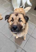 BARNEY, Hund, Mischlingshund in Rumänien - Bild 1