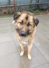 BARNEY, Hund, Mischlingshund in Rumänien - Bild 2