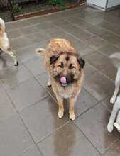 BARNEY, Hund, Mischlingshund in Rumänien - Bild 3