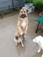 BARNEY, Hund, Mischlingshund in Rumänien - Bild 4