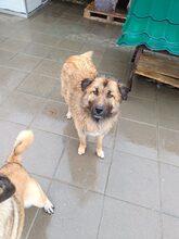 BARNEY, Hund, Mischlingshund in Rumänien - Bild 5