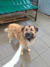 BARNEY, Hund, Mischlingshund in Rumänien - Bild 6