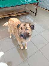 BARNEY, Hund, Mischlingshund in Rumänien - Bild 7