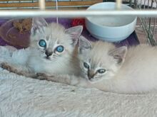 MIRAUNDMARLENE, Katze, Thai-Siam-Mix in Spanien - Bild 1