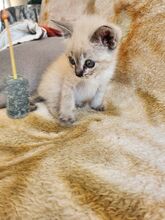 MIRAUNDMARLENE, Katze, Thai-Siam-Mix in Spanien - Bild 2