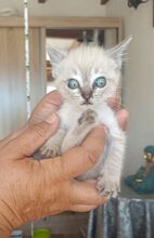 MIRAUNDMARLENE, Katze, Thai-Siam-Mix in Spanien - Bild 3