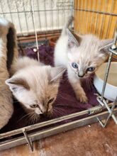 MIRAUNDMARLENE, Katze, Thai-Siam-Mix in Spanien - Bild 4