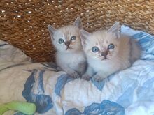 MIRAUNDMARLENE, Katze, Thai-Siam-Mix in Spanien - Bild 5