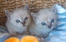 MIRAUNDMARLENE, Katze, Thai-Siam-Mix in Spanien - Bild 6