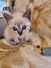 MIRAUNDMARLENE, Katze, Thai-Siam-Mix in Spanien - Bild 7