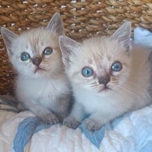 MIRAUNDMARLENE, Katze, Thai-Siam-Mix in Spanien - Bild 8