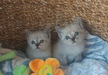 MIRAUNDMARLENE, Katze, Thai-Siam-Mix in Spanien - Bild 9