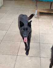 DAISY, Hund, Mischlingshund in Rumänien - Bild 3