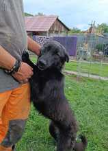 DAISY, Hund, Mischlingshund in Rumänien - Bild 7