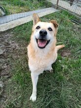 LEO, Hund, Mischlingshund in Rumänien - Bild 10