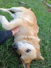 LEO, Hund, Mischlingshund in Rumänien - Bild 11