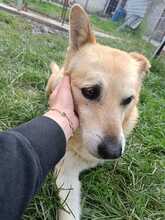 LEO, Hund, Mischlingshund in Rumänien - Bild 2