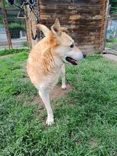 LEO, Hund, Mischlingshund in Rumänien - Bild 3