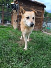 LEO, Hund, Mischlingshund in Rumänien - Bild 4