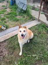 LEO, Hund, Mischlingshund in Rumänien - Bild 7