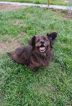 LUCKY, Hund, Mischlingshund in Rumänien - Bild 1